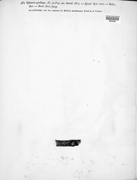 Massaria anomia image